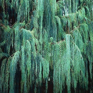 Darjeeling Kashmir Cypress Tree Cupressus Darjeelingensis Seeds image 3