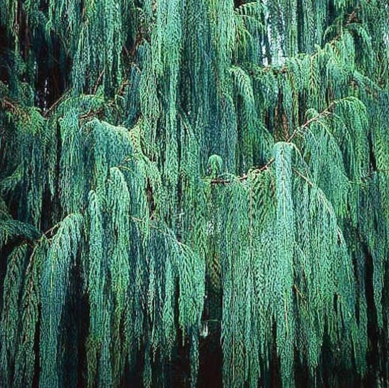Darjeeling Kashmir Cypress Tree Cupressus Darjeelingensis Seeds image 3