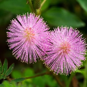 Semillas de plantas sensibles (Mimosa Pudica)