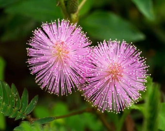 Sensitive Plant (Mimosa Pudica) Seeds