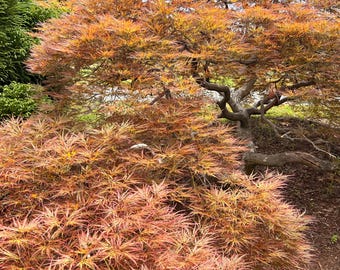 その他 red tree Red Spider Japanese Maple (Acer palmatum 'Red Spider') in