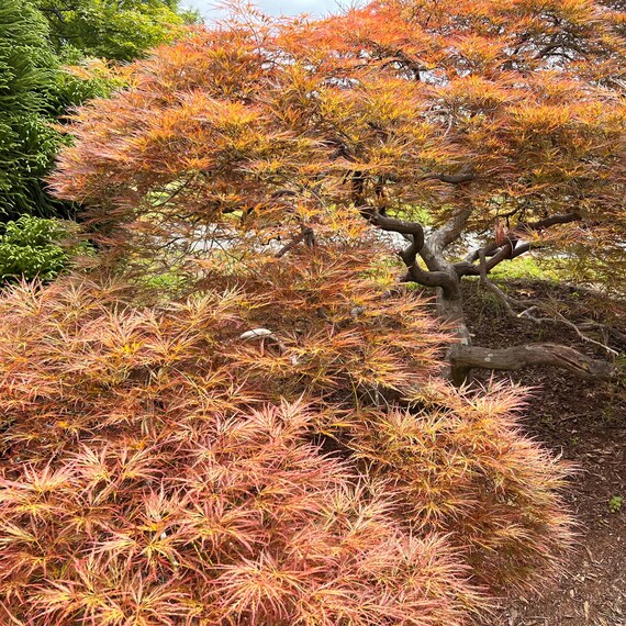 Red Strata B Japanese Maple Tree (acer Palmatum 'red Strata Red Strata B Japanese Maple Tree (acer Palmatum 'red Strata