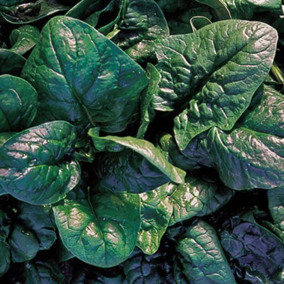 Komatsuna Greens - Spinach Mustard Japanese Mustard ~225 Seeds