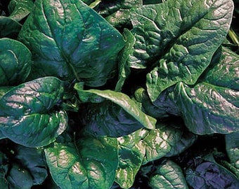Semillas de planta de mostaza y espinaca Komatsuna (Brassica Rapa var Perviridis)