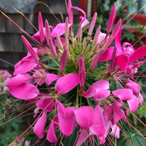 Spider Flower (Cleome Hassleriana) Seeds