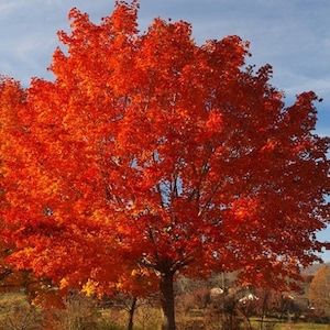 Douglas Maple Tree (Acer Glabrum var Douglasii) Seeds