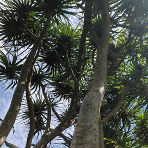 May include: An upward view of several trees with long, green, spiky leaves and textured gray trunks. The branches reach towards a blue sky with scattered white clouds, creating a natural, airy composition.