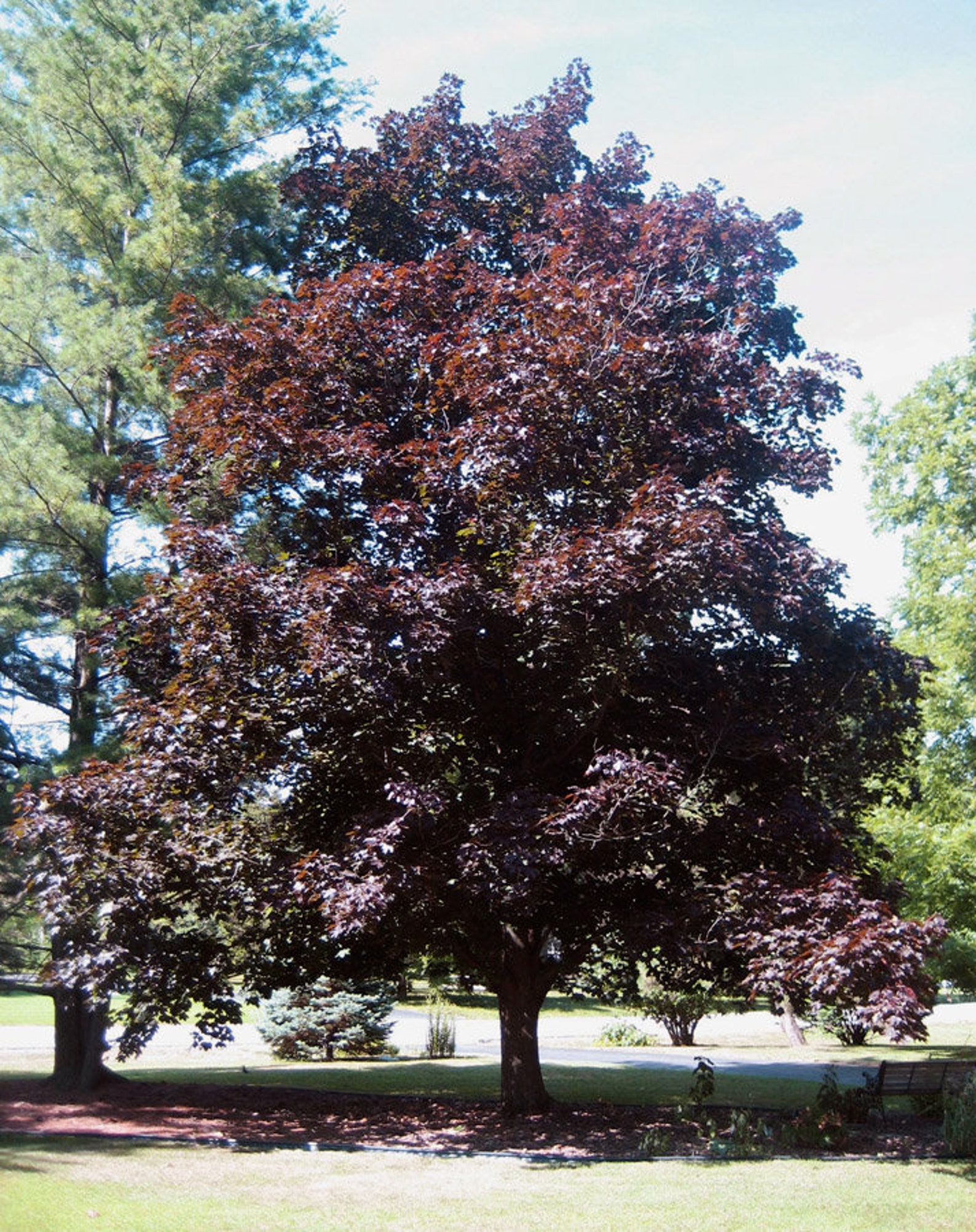 Crimson King Maple Tree Seeds Etsy crimson-king-maple-tree-seeds-etsy