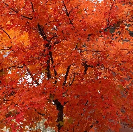 15 Semi Di Acero Carta (Acer Griseum) – Coltiva L'Albero Dalla Corteccia Esfoliante! - Foto 5