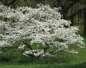 Purple Glory White Flowering Dogwood Tree (Cornus Florida 'Purple Glory') Seeds