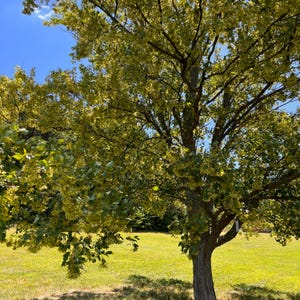 Peut inclure: Un grand arbre aux feuilles vertes et aux fleurs jaunes dans un champ herbeux. L'arbre est en pleine floraison et les fleurs pendent des branches.