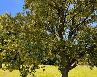 Goshiki Trident Maple Tree (Acer Buergerianum 'Goshiki) Seeds