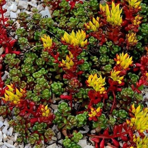 Puede incluir: Primer plano de una planta de cobertura vegetal con flores rojas y amarillas. La planta crece en un lecho de grava blanca.