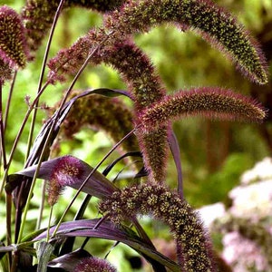 Red Jewel Millet Ornamental Grass Setaria Italica Seeds image 2