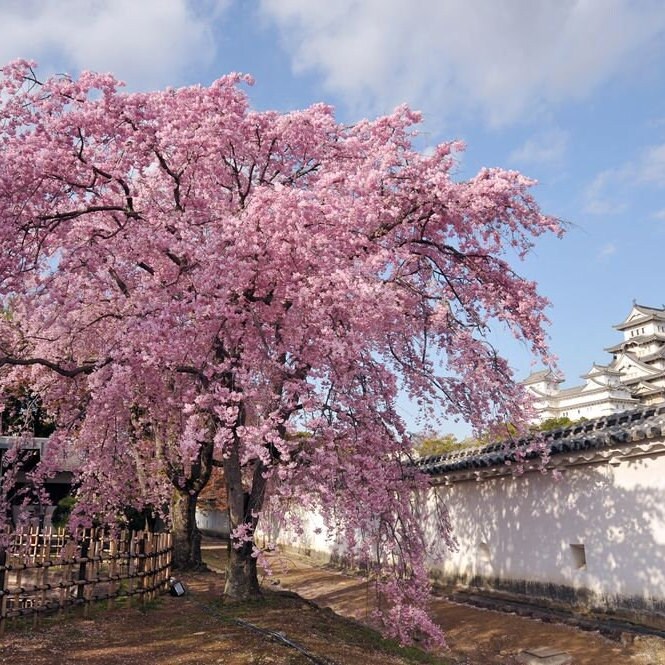 Kanhizakura Japanese Flowering Cherry Tree (prunus