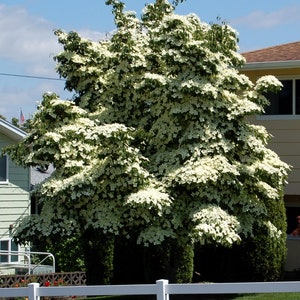 Semillas del cornejo japonés (Cornus chinensis)