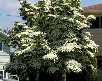 Japanese Kouza Dogwood Tree (Cornus Chinensis) Seeds