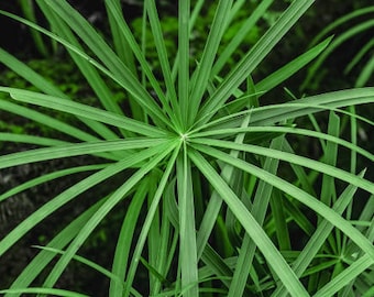 Umbrella Plant (Cyperus Alternifolius) Seeds