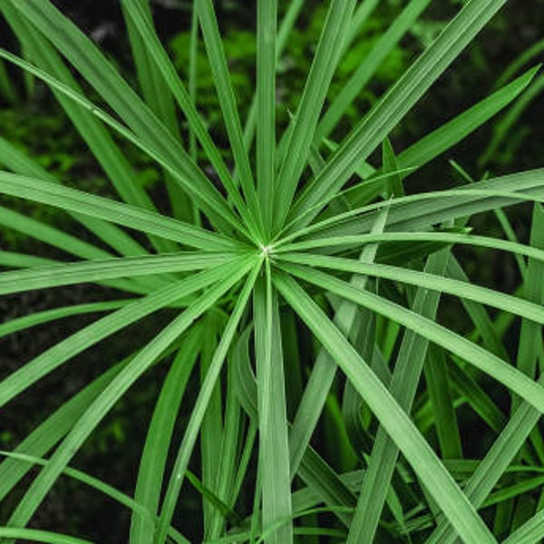 Umbrella Plant (Cyperus Alternifolius) Seeds