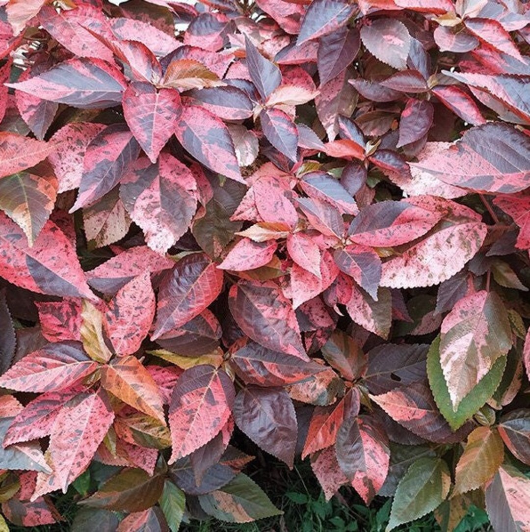 Copperleaf jacob's Coat Plant acalypha Wilkesiana Seeds Etsy