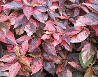 Copperleaf "Jacob's Coat" Plant (Acalypha Wilkesiana) Seeds