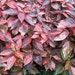 see more listings in the Shrubs & Exotic Plants section