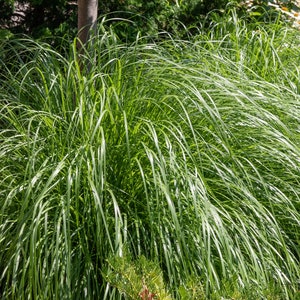 Organic Lemongrass Plant (Cymbopogon Flexuosus) Seeds