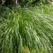 see more listings in the Grasses & Groundcovers section