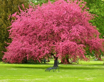 Rubra Flowering Dogwood Tree (Cornus Florida 'Rubra') Seeds