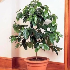 May include: A potted coffee plant with green leaves and white flowers. The plant is in a terracotta pot and is sitting on a wooden floor.