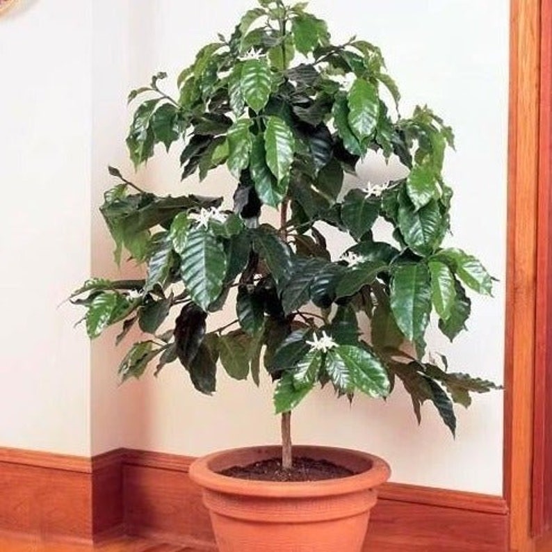 May include: A potted coffee plant with green leaves and white flowers. The plant is in a terracotta pot and is sitting on a wooden floor.