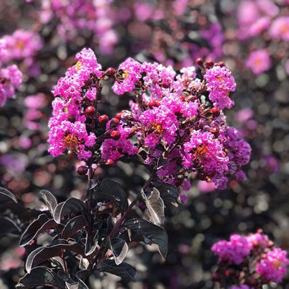 Black Diamond 'purely Purple' Crepe Myrtle Tree (lagerstroemia