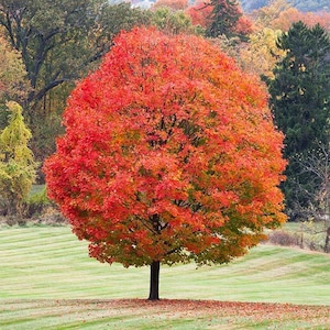 Zucker-Ahorn (Acer Saccharum) Samen