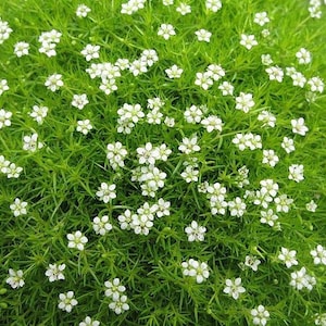 Irish Moss Ornamental Groundcover Sagina Subulata Seeds image 2