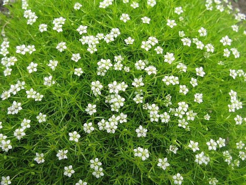 Irish Moss Ornamental Groundcover Sagina Subulata Seeds image 2