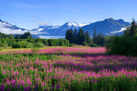 Fireweed Flower Seeds - Etsy