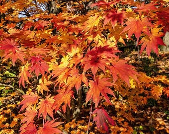 Siebold's Maple Tree (Acer Sieboldianum) Seeds - NEW FOR FALL 2025