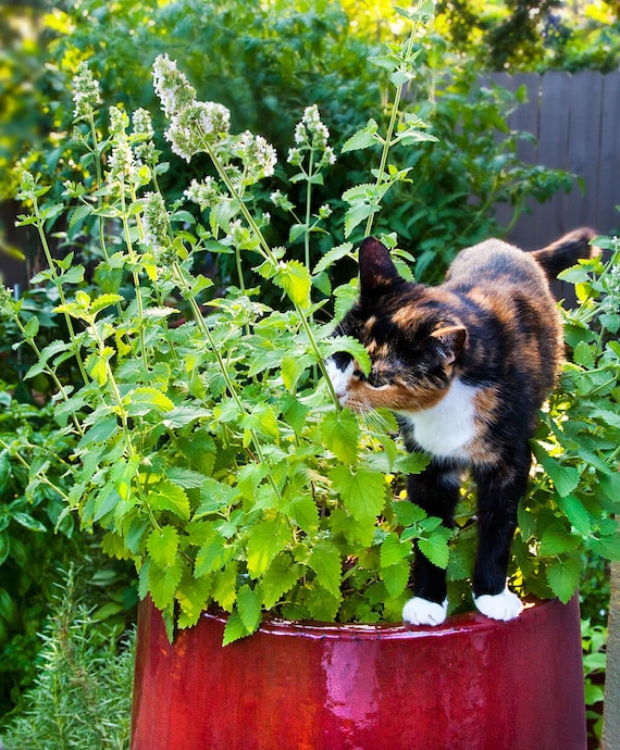 Acheter Plat de germination pour chat, 1 pièce, Pot de culture