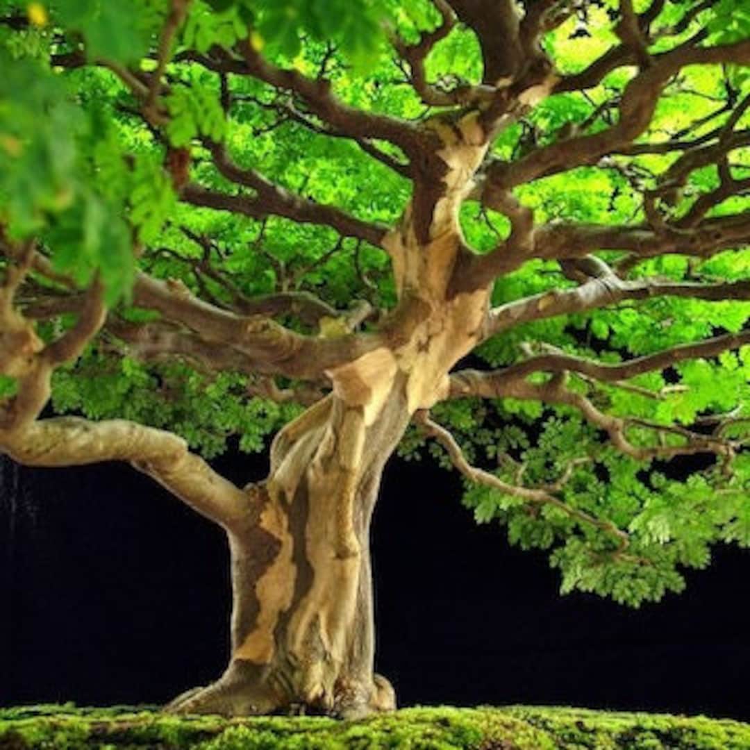 Brazilian Rain Tree pithecellobium Tortum Seeds Etsy