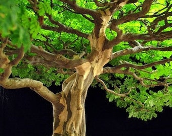 Nasiona brazylijskiego drzewa deszczowego (Pithecellobium Tortum).