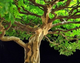 Semillas de árbol de lluvia brasileño (Pithecellobium tortum)