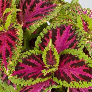 Coleus Rainbow Flower Plectranthus Scutellarioides Seeds image 2