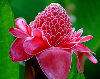 Red, or Pink, or White Torch Ginger RHIZOME - Etsy