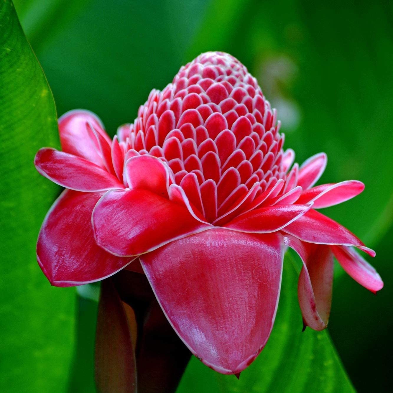 Red Torch Ginger Plant etlingera Elatior 'red' Seeds 