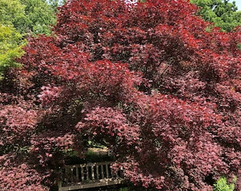 Bloodgood Japanese Maple Tree (Acer Palmatum 'Bloodgood') Seeds