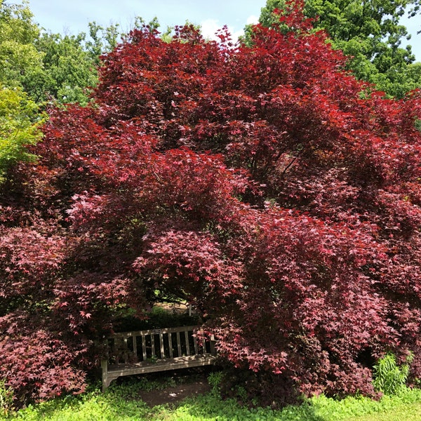 Bloodgood Japanese Maple Tree (Acer Palmatum 'Bloodgood') Seeds