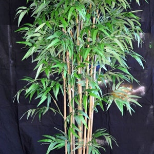 Bamboo Palm Tree Chamaedorea Seifrizii Seeds LIMITED BATCH image 3