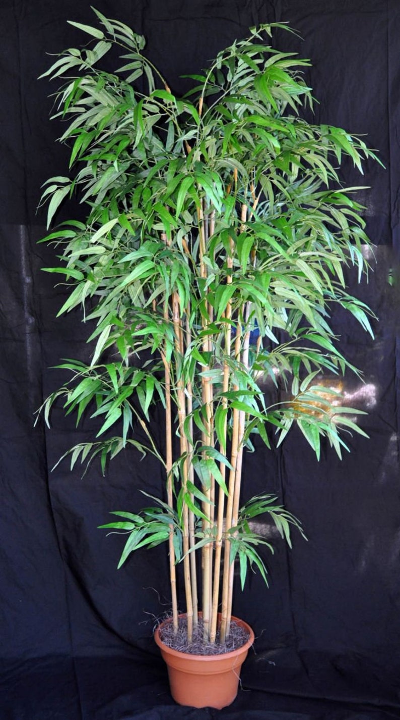 Bamboo Palm Tree Chamaedorea Seifrizii Seeds LIMITED BATCH image 3