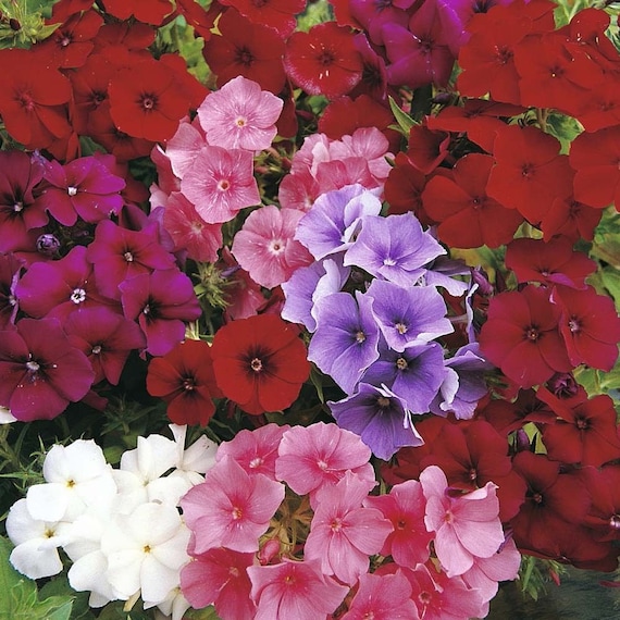 フロックスの花（Phlox Drummondii）の種子 - Etsy 日本