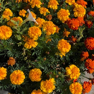 Crackerjack French Marigold Flower (Tagetes Erecta) Seeds